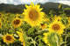 Hawaii, Oahu, North Shore, Sunflower Field Wall Mural