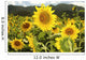 Hawaii, Oahu, North Shore, Sunflower Field Wall Mural