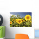 Hawaii, Oahu, North Shore, Sunflower Field Wall Mural