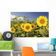 Hawaii, Oahu, North Shore, Sunflower Field Wall Mural