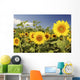 Hawaii, Oahu, North Shore, Sunflower Field Wall Mural