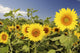 Hawaii, Oahu, North Shore, Sunflower Field Wall Mural