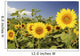 Hawaii, Oahu, North Shore, Sunflower Field Wall Mural