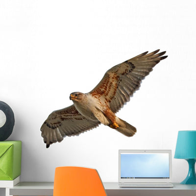 Ferruginous Hawk Wall Decal shown on a wall