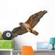 Ferruginous Hawk Isolated Wall Decal