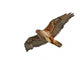 Ferruginous Hawk Isolated Wall Decal