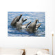USA, Hawaii Islands, Sea Life Park Wall Mural