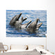 USA, Hawaii Islands, Sea Life Park Wall Mural