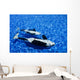 California, San Diego, Sea World, Killer Whale Wall Mural