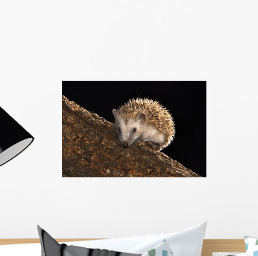 Hedgehog Wall Mural