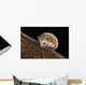 Hedgehog Wall Mural