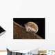 Hedgehog Wall Mural