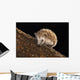 Hedgehog Wall Mural