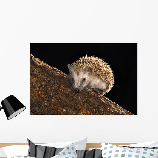 Hedgehog Wall Mural