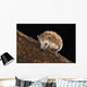 Hedgehog Wall Mural