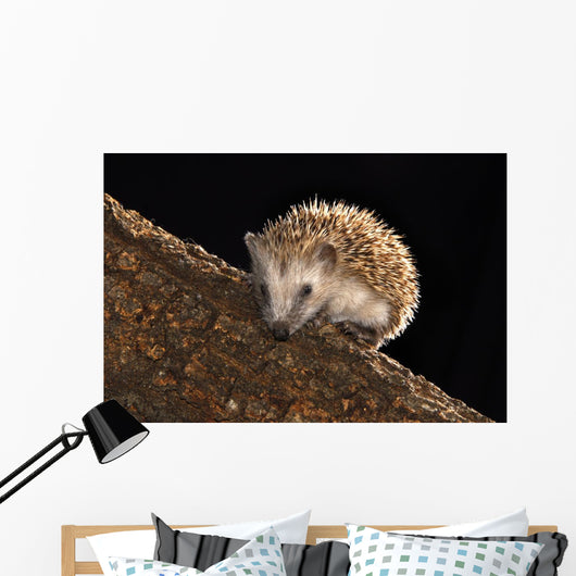 Hedgehog Wall Mural