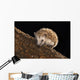 Hedgehog Wall Mural