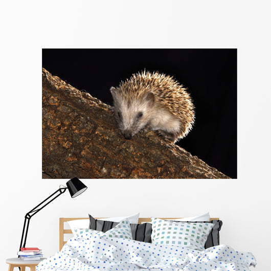 Hedgehog Wall Mural