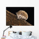 Hedgehog Wall Mural