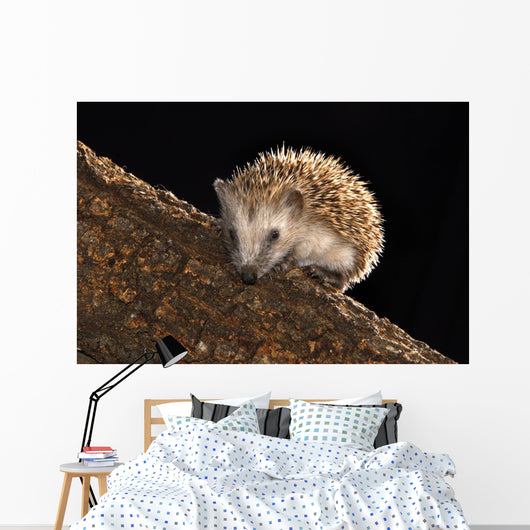 Hedgehog Wall Mural