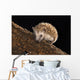 Hedgehog Wall Mural