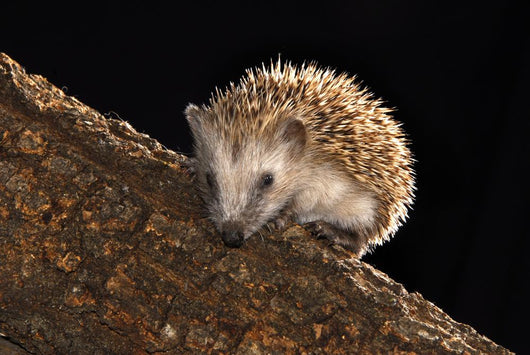 Hedgehog Wall Mural