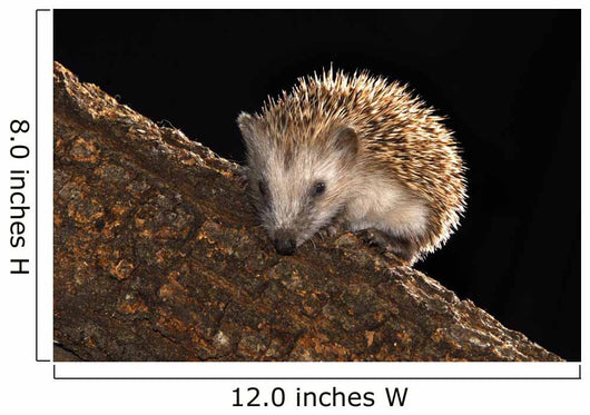 Hedgehog Wall Mural