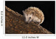 Hedgehog Wall Mural