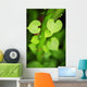 Hawaii, Extreme Close-Up Of Sunlit Green Leaves Wall Mural