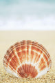 Hawaii, Oahu, Brown And White Clam Shell On Sand Wall Mural