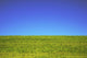 Hawaii, Oahu, Beautiful Landscape Of Green Grass And A Blue Sky Wall Mural