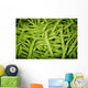 Hawaii, Oahu, Honolulu, Chinatown, Close-Up Of String Beans Wall Mural