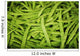 Hawaii, Oahu, Honolulu, Chinatown, Close-Up Of String Beans Wall Mural