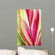 Close-Up Of A Ti Plant, Red And Green Wall Mural