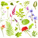 Plants White