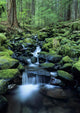 USA, Olympic National Park Wall Mural