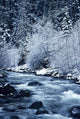 USA, Willamette National Forest Wall Mural