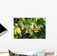Sunlight On Chardonnay Wine Grapes Wall Mural