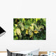 Sunlight On Chardonnay Wine Grapes Wall Mural