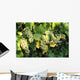 Sunlight On Chardonnay Wine Grapes Wall Mural