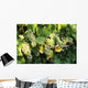 Sunlight On Chardonnay Wine Grapes Wall Mural