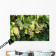 Sunlight On Chardonnay Wine Grapes Wall Mural