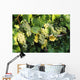 Sunlight On Chardonnay Wine Grapes Wall Mural
