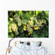 Sunlight On Chardonnay Wine Grapes Wall Mural