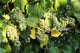 Sunlight On Chardonnay Wine Grapes Wall Mural