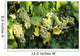 Sunlight On Chardonnay Wine Grapes Wall Mural
