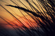 California, Colorful Sunset Through Beach Grass Wall Mural
