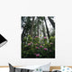 USA, Rhododendrons And Coast Redwoods In Fog Wall Mural