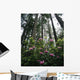 USA, Rhododendrons And Coast Redwoods In Fog Wall Mural