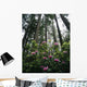 USA, Rhododendrons And Coast Redwoods In Fog Wall Mural